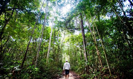 Ibama define combate ao desmatamento na Amazônia como prioridade.