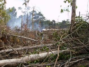 No governo Lula Alertas de desmatamento batem recorde no Cerrado.