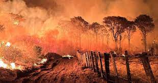 No governo Lula o Pantanal tem mais de 3 mil incêndios em novembro. Recorde histórico!