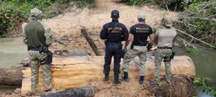 Retirada de invasores de TI do Pará tem prisão e apreensão de madeira.