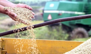 Projeto de Lei prevê novo modelo para preço mínimo de arroz, feijão e mandioca.