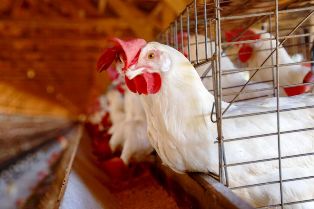 China, União Europeia e Argentina suspendem compras de carne de frango do Brasil.