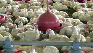 Albânia, Namíbia e Índia suspendem importação de frango do Brasil.