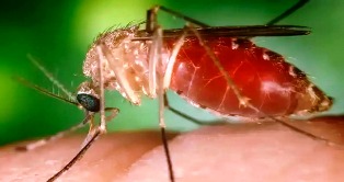 Febre Oropouche se espalha pelo Brasil.