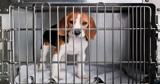 Lei que proíbe testes de cosméticos em animais já está em vigor!