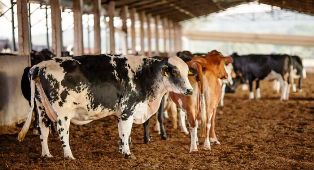 Lotes da vacina Excell 10 podem ter matado quase 200 animais.