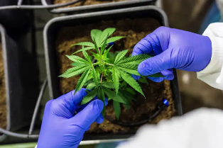 Anvisa proíbe venda de produtos com cannabis e cogumelos.