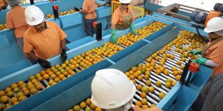 Exportações para os Estados Unidos já cairam 20,3% após “Tarifaço”.