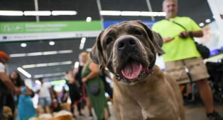 STF suspende lei sobre transporte aéreo de animais de apoio emocional.