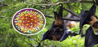 Ministério da Saúde diz que vírus Nipah não ameaça o Brasil.