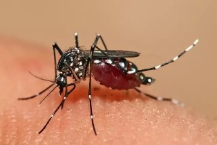 Fiocruz informa: Estudo alerta para relação da dengue com a Síndrome de Guillain-Barré.