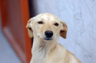 Lei define regras para a guarda compartilhada de Pets.