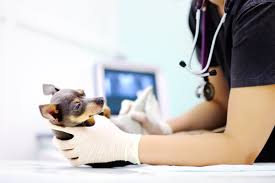 Atenção: Lei torna Crime o exercício ilegal da Medicina Veterinária.