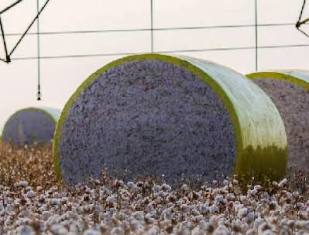 Ranking: Entenda mudança no mapa que tirou Sorriso do topo da produção agrícola.